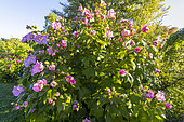 Hibiscus, Hibiscus variabilis, en fleurs