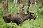 European Elk (Alces alces) in a clearing, Bayerricsher Wald, Germany