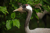 Common crane (Grus grus), portrait, Bayerricsher Wald, Germany
