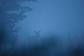Red deer (Cervus elaphus), doe in the fog, Europe