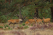 Red deer (Cervus elaphus) male, hinds and fawns at the bellowing, Hoge Veluwe NP, The Netherlands