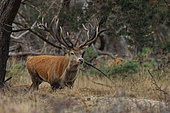 Red deer (Cervus elaphus) male at the bellowing, Hoge Veluwe NP, The Netherlands