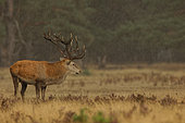 Red deer (Cervus elaphus) male at the bellowing in the rain, Hoge Veluwe NP, The Netherlands