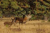 Red deer (Cervus elaphus) male, hind and fawn at the bellowing, Hoge Veluwe NP, The Netherlands
