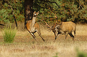 Red deer (Cervus elaphus) male chasing a doe from a sludge during the bellowing, Hoge Veluwe NP, the Netherlands
