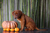 3-month-old bordeaux dogue sitting next to pumpkins
