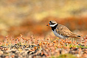Common Ringed Plover (Charadrius hiaticula) on the tundra in the Dombrava Valley, late July, Greenland