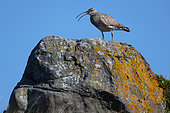 Eurasian Curlew (Numenius arquata) on rock, Hrisey Island north of Akureyri, Eyjafjörður, Iceland