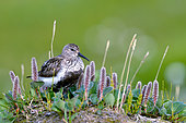 Dunlin (Calidris alpina) in the tundra of Hurry fjord, Scoresbysund, Greenland