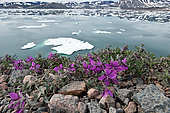 Dwarf fireweed (Chamaenerion latifolium) in bloom in front of Walrus Bay (Hvalros bugt) at the end of July, North East Greenland coast