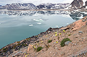 Pavot arctique (Papaver radicatum) en fleurs devant la Baie des Morses (Hvalros bugt) début août, Côte Nord Est du Groenland
