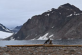 Arctic fox (Vulpes lagopus) blue cub on shore, Raffles Island, off Liverpool Land in early August, North East Greenland