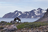 Arctic fox (Vulpes lagopus) cubs playing on tundra, Raffles Island, Liverpool Land in early August, North East Greenland