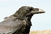 Portrait de Grand Corbeau (Corvus corax), Ile Raffles , Terre de Liverpool au début août, Nord Est Groenland