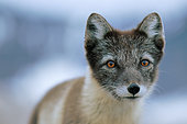 Arctic Fox (Vulpes lagopus) Portrait, Raffles Island, Liverpool Land in early August, North East Greenland