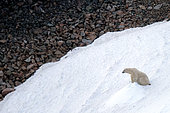 Polar bear (Ursus maritimus) on a firn, Raffles Island, Liverpool Land in early August, North East Greenland
