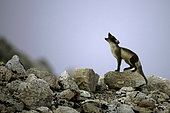 Arctic fox (Vulpes lagopus) calling its young, Raffles Island, Liverpool Land in early August, North East Greenland