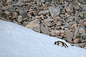Renard polaire ( Vulpes lagopus). renard polaire flairant une piste sur un névé . Ile Raffles au Groenland