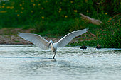 Great Egret (Ardea alba) hunting in the water, Loire Valley National Nature Reserve, France