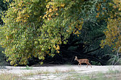 Roe Deer (Capreolus capreolus) walking on the bank, Loire Valley National Nature Reserve, France