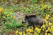 Eurasian boar (Sus scrofa) on the bank in autumn, Cosne sur Loire, Nièvre, France