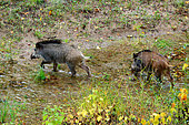 Eurasian boars (Sus scrofa) on the bank in autumn, Cosne sur Loire, Nièvre, France