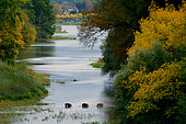Eurasian boars (Sus scrofa) crossing a river near Cosne sur Loire, Nièvre, France