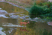 Roe deer (Capreolus capreolus) female crossing a secondary branch of the Loire near Cosne sur Loire, Nièvre, France