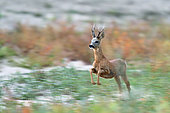 Roe Deer (Capreolus capreolus) male running on the bank, Loire Valley National Nature Reserve, France