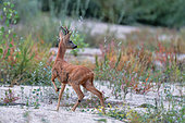 Roe Deer (Capreolus capreolus) in alarm in a secondary arm of the Loire, Loire Valley National Nature Reserve, France