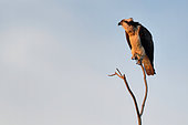 Osprey (Pandion haliaetus) on a branch near its nest at sunrise, Loire Valley National Nature Reserve, France