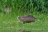 Coypu (Myocastor coypus) returning to the water with food in its mouth, Loire Valley National Nature Reserve, France