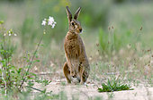 European hare (Lepus europaeus) on a sandy bank, Loire Valley National Nature Reserve, France