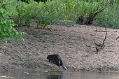 European Beaver (Castor fiber ) Beaver going to a beach to feed at dusk in the Loire Valley National Nature Reserve, France