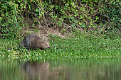 European Beaver (Castor fiber ) on a bank in the Loire Valley National Nature Reserve, France