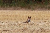 Red fox (Vulpes vulpes) looking for field mice after a combine, Nièvre, France