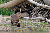 European beaver (Castor fiber) eating a willow branch on a sandy bank in the Loire Valley National Nature Reserve, France