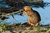 European beaver (Castor fiber) eating a willow branch in the evening light, Loire Valley National Nature Reserve, France