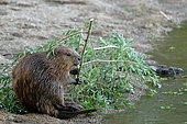 European beaver (Castor fiber) eating a willow branch on bank, Loire Valley National Nature Reserve, France