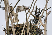 Osprey (Pandion haliaetus) arriving at the nest, Loire Valley National Nature Reserve, France