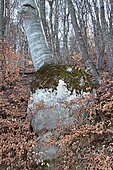 Beech tree burl in forest, Hautes-Alpes, France