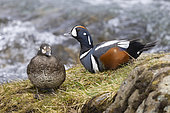 Harlequin Duck (Histrionicus histrionicus), couple resting on a rock, Northeastern Region, Iceland