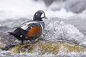 Harlequin Duck (Histrionicus histrionicus), side view of an adult male standing on a rock, Northeastern Region, Iceland