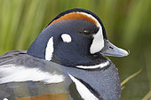Harlequin Duck (Histrionicus histrionicus), adult male close-up, Northeastern Region, Iceland