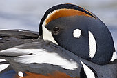 Harlequin Duck (Histrionicus histrionicus), adult male close-up, Northeastern Region, Iceland