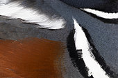 Harlequin Duck (Histrionicus histrionicus), close-up of the plumage of an adult male, Northeastern Region, Iceland