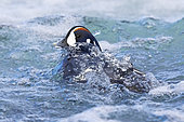 Harlequin Duck (Histrionicus histrionicus), adult male emerging from the water, Northeastern Region, Iceland
