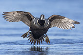 Harlequin Duck (Histrionicus histrionicus), front view of an adult male landing in the water, Northeastern Region, Iceland