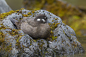 Harlequin Duck (Histrionicus histrionicus), adult female resting on a rock, Southern Region, Iceland