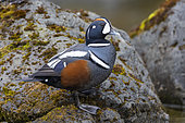 Harlequin Duck (Histrionicus histrionicus), side view of an adult male standing on a rock, Southern Region, Iceland
